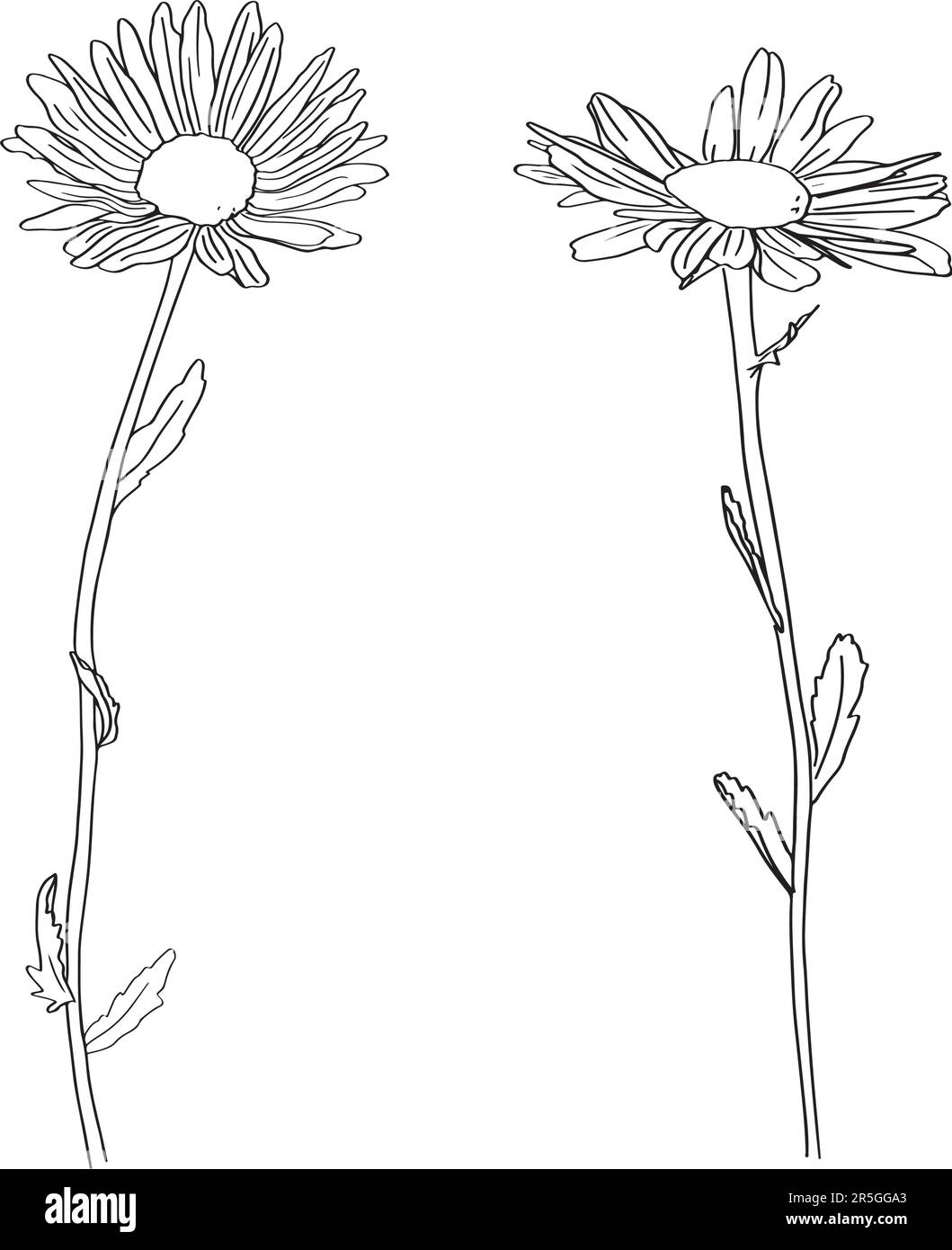 Chamomile fiore erbe biologico . stile lineare di tendenza. Vector Logo Emblem of Medical Chamomile può essere utilizzato modello per l'imballaggio di tè, cosmetici Illustrazione Vettoriale