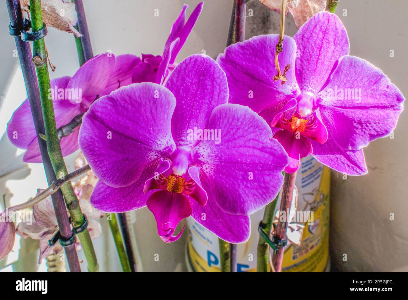 vienna, austria. 8 maggio 2023 lilla eleganza esplorare l'incantevole orchidea phalaenopsis con foglie oblunghe (doritaenopsis) Foto Stock