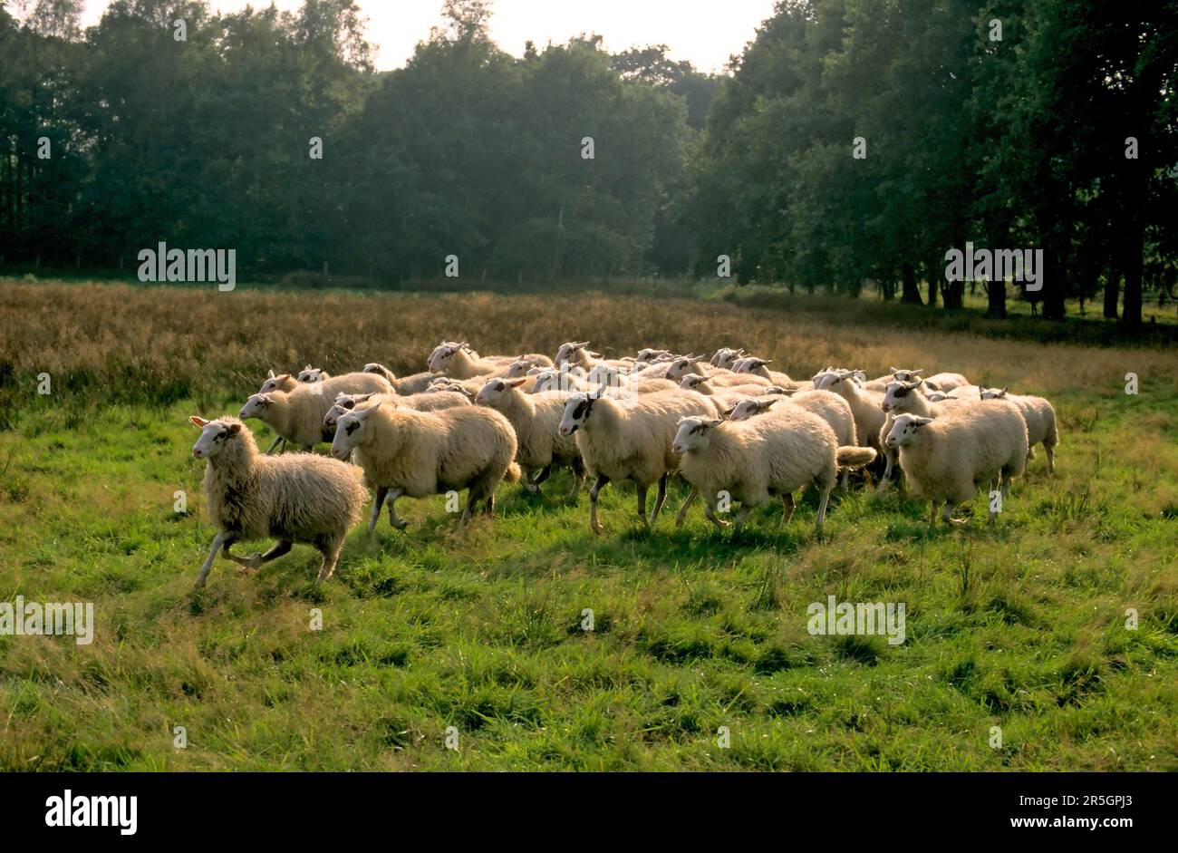 Bentheimer Landschaf Foto Stock