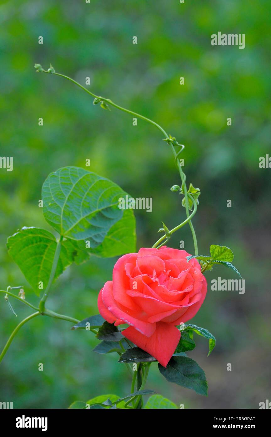 Rosa arancione singola circondata da fagiolo Foto Stock