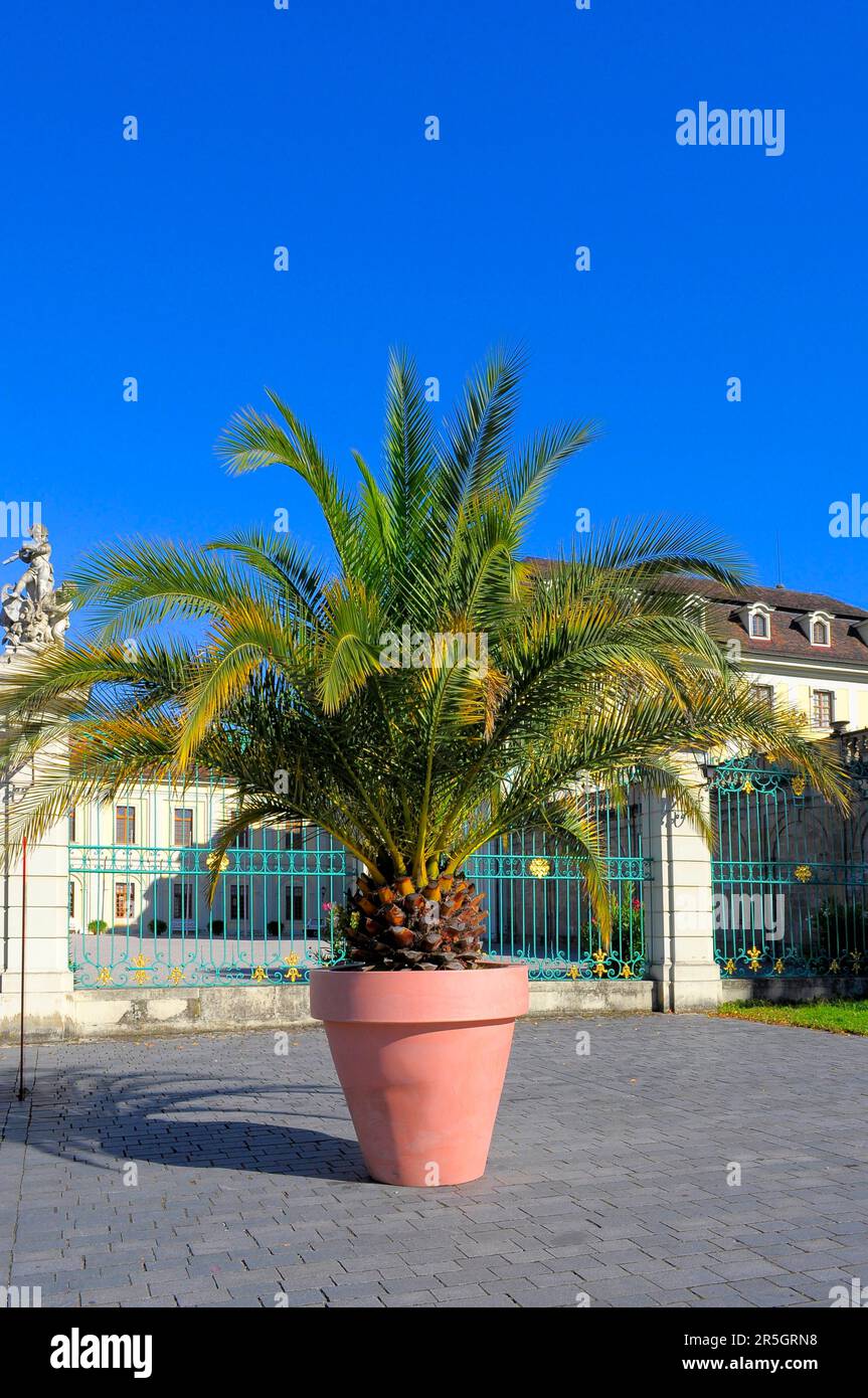 Ludwigsburg fioritura Barocca, Phoenix Palm in Giant Pot, Date Palm (Phoenix) Foto Stock