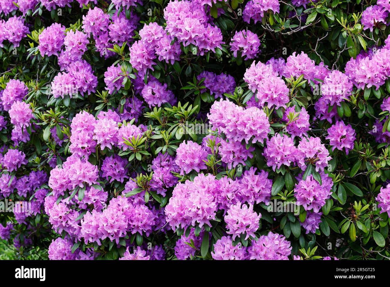 Rhododendron (Rhododendron), arbusto in piena fioritura, Schleswig-Holstein, Germania Foto Stock
