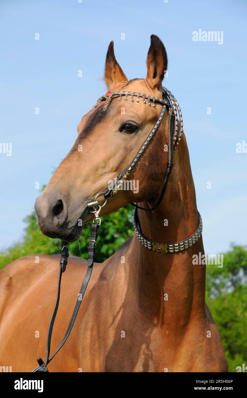 Achal-Tekkkiner, stallone, dun, attrezzatura tradizionale, criniera di mana, bridle Foto Stock