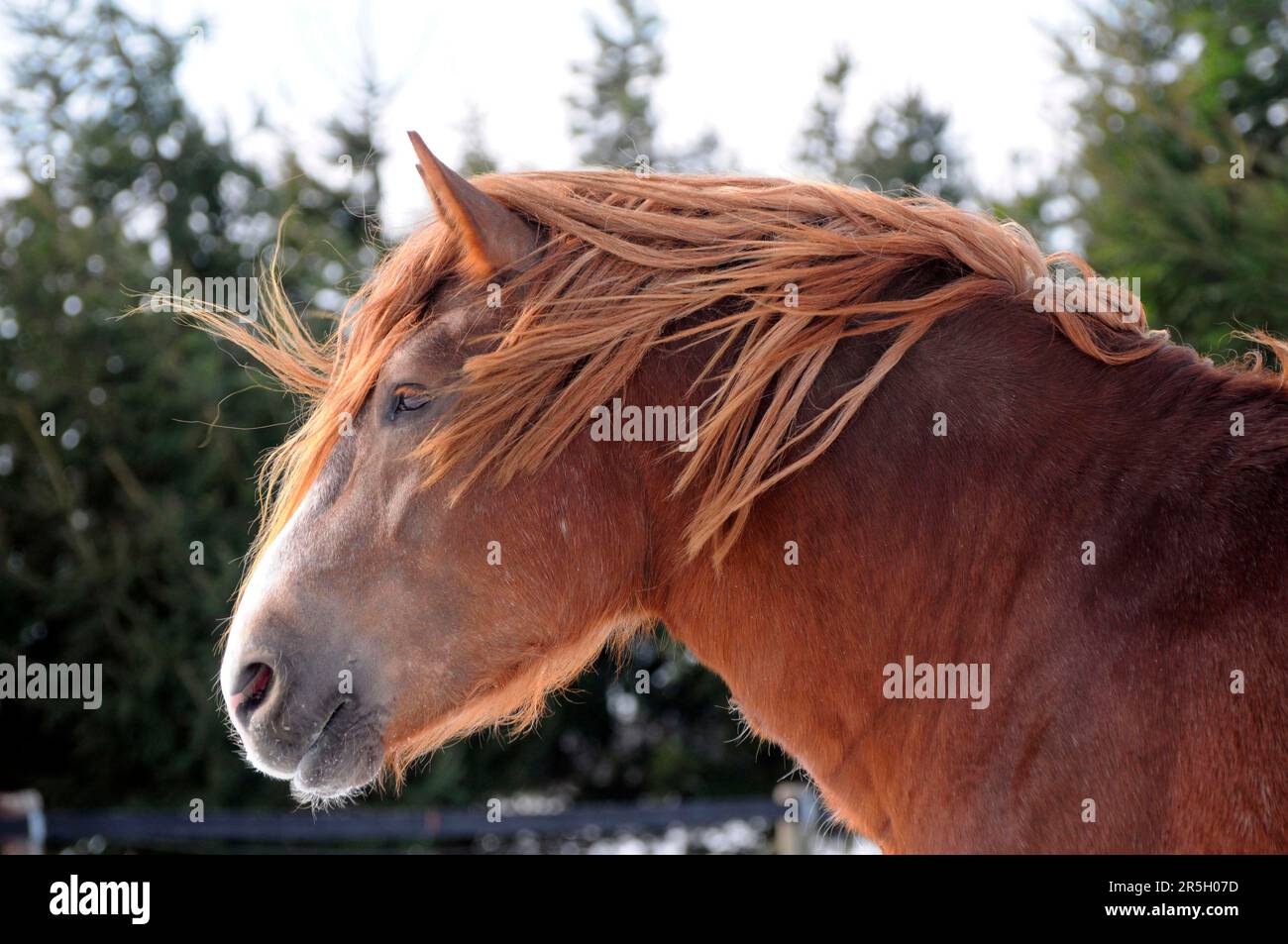 Coldblood, Stallion, Coldblood Horse della Germania meridionale Foto Stock