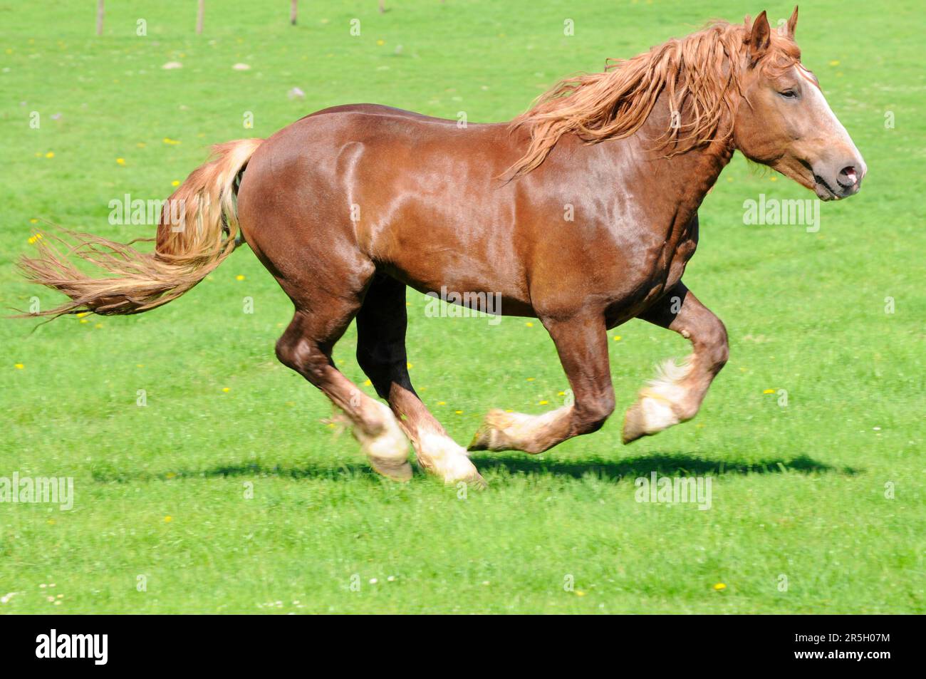 Coldblood, Stallion, Coldblood Horse della Germania meridionale Foto Stock