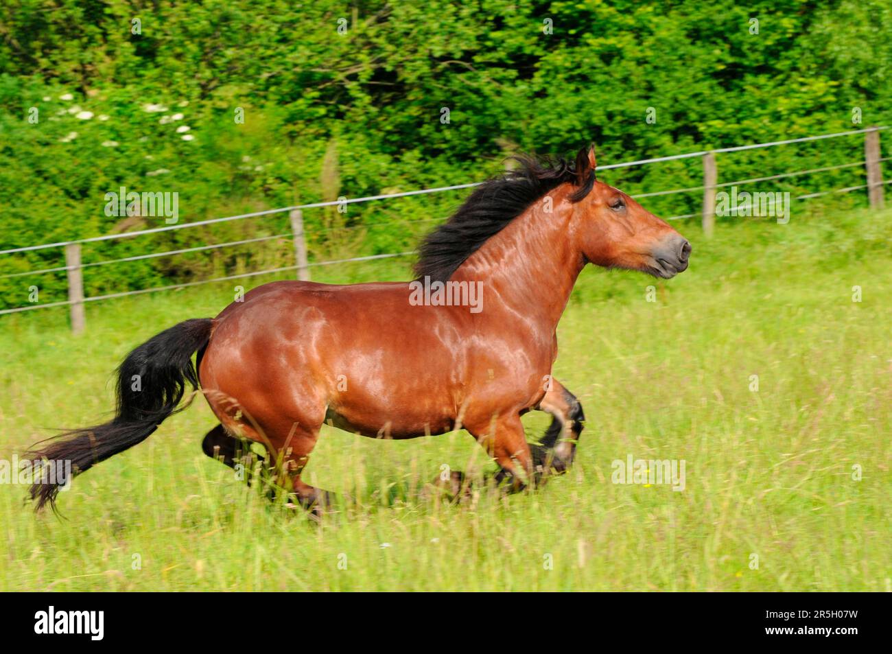 Ardennes, Mare, Ardennais, Coldblood Horse, Coldblood Foto Stock