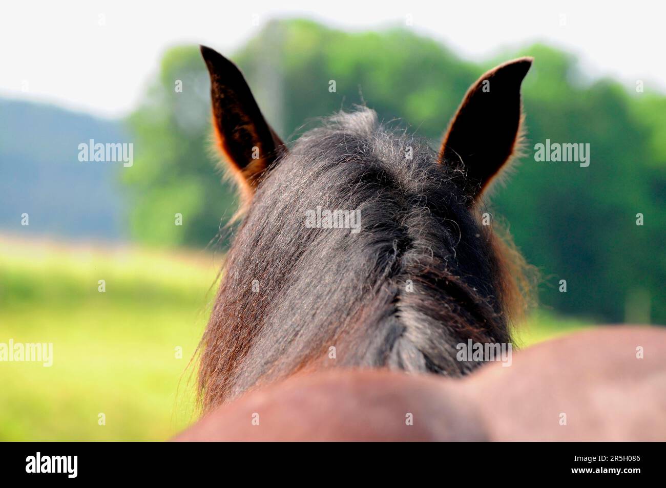 Coldblood, Mane, Coldblood Horse, Mane Comb Foto Stock