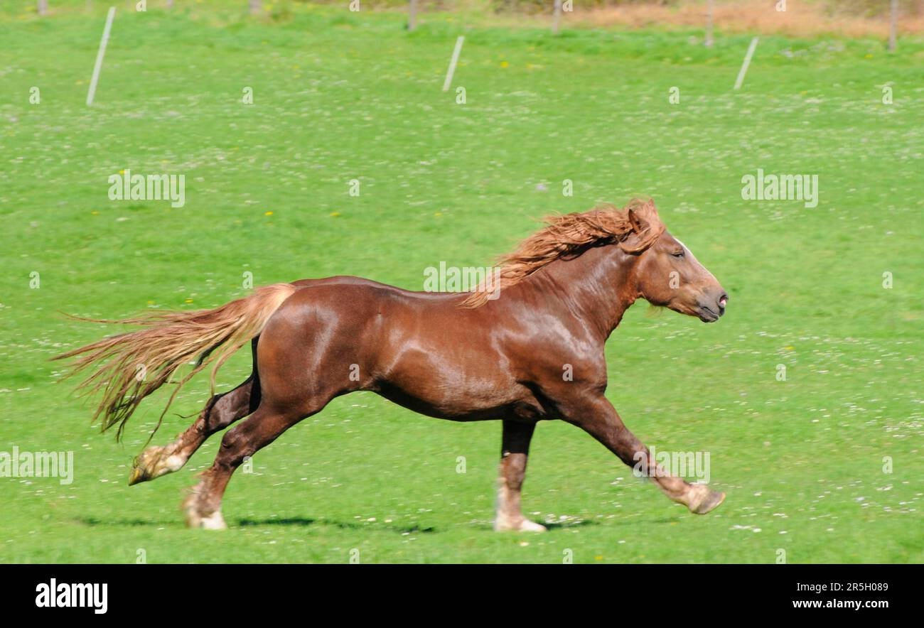 Coldblood, Stallion, Coldblood Horse della Germania meridionale Foto Stock