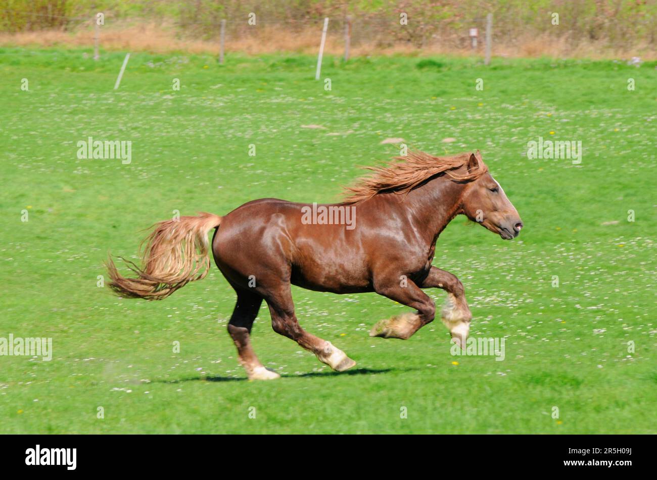 Coldblood, Stallion, Coldblood Horse della Germania meridionale Foto Stock