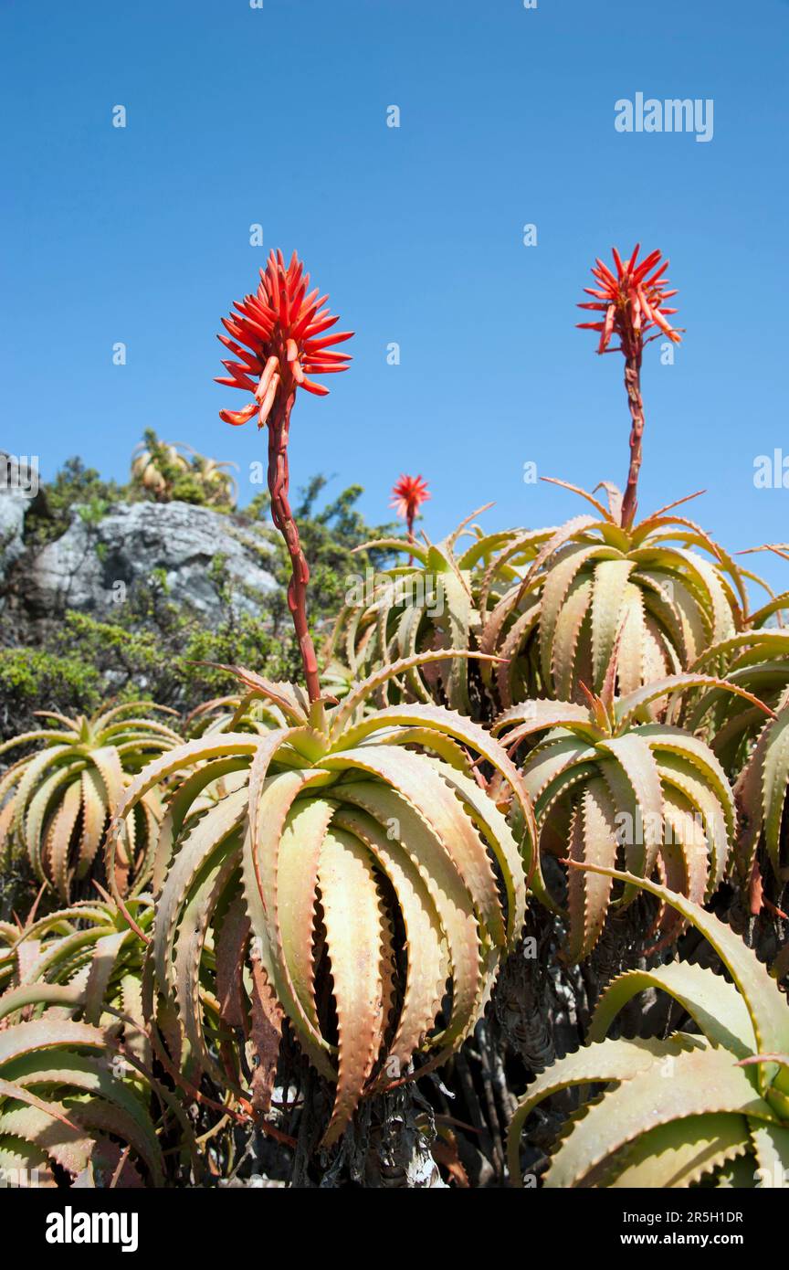 Spiny Aloe (Aloe africana), Table Mountain, Città del Capo, Capo Occidentale, Sud Africa Foto Stock
