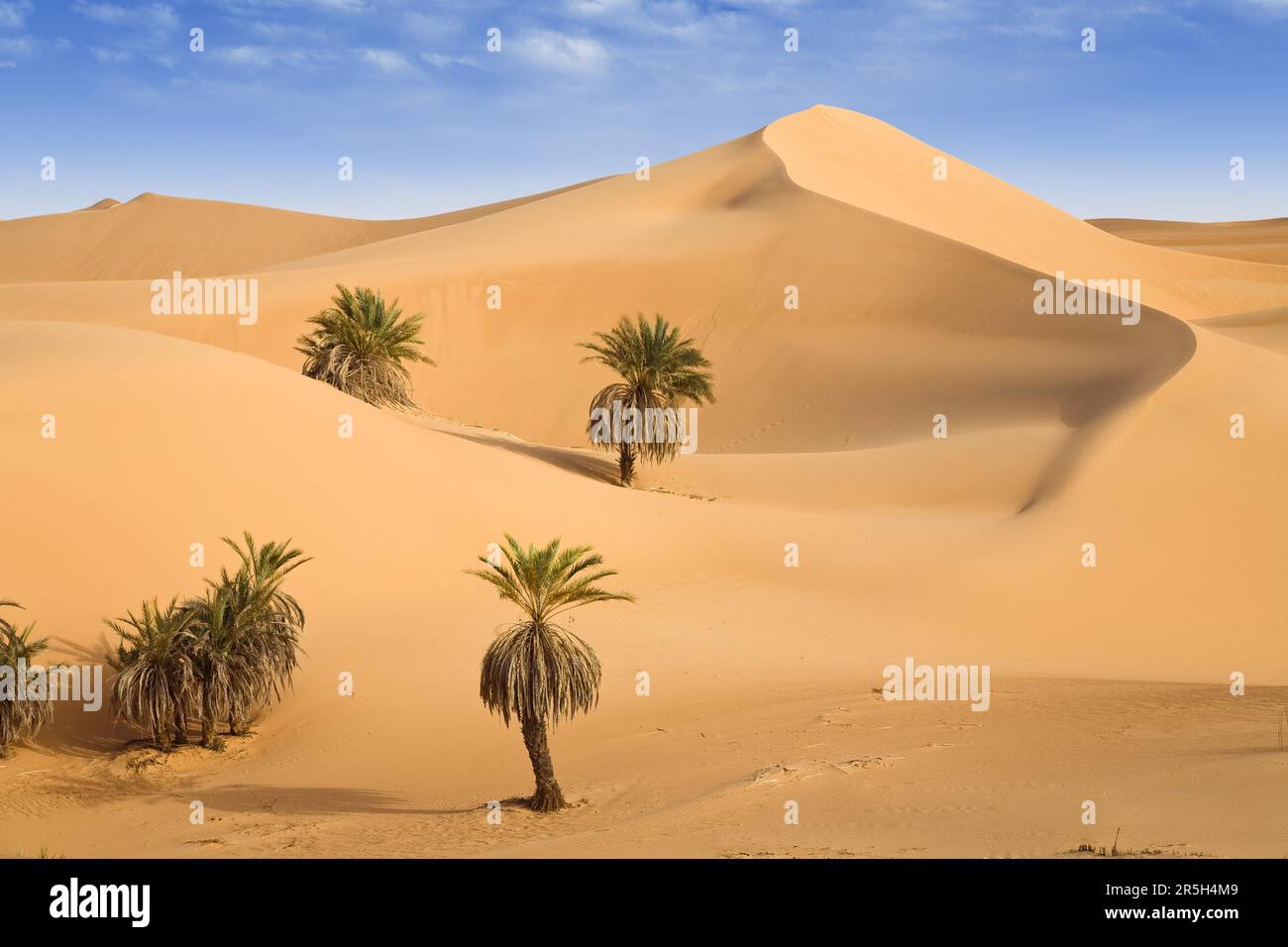 Palme da dattero e dune di sabbia, Oasi um el ma, deserto libico, Sahara, Libia Foto Stock