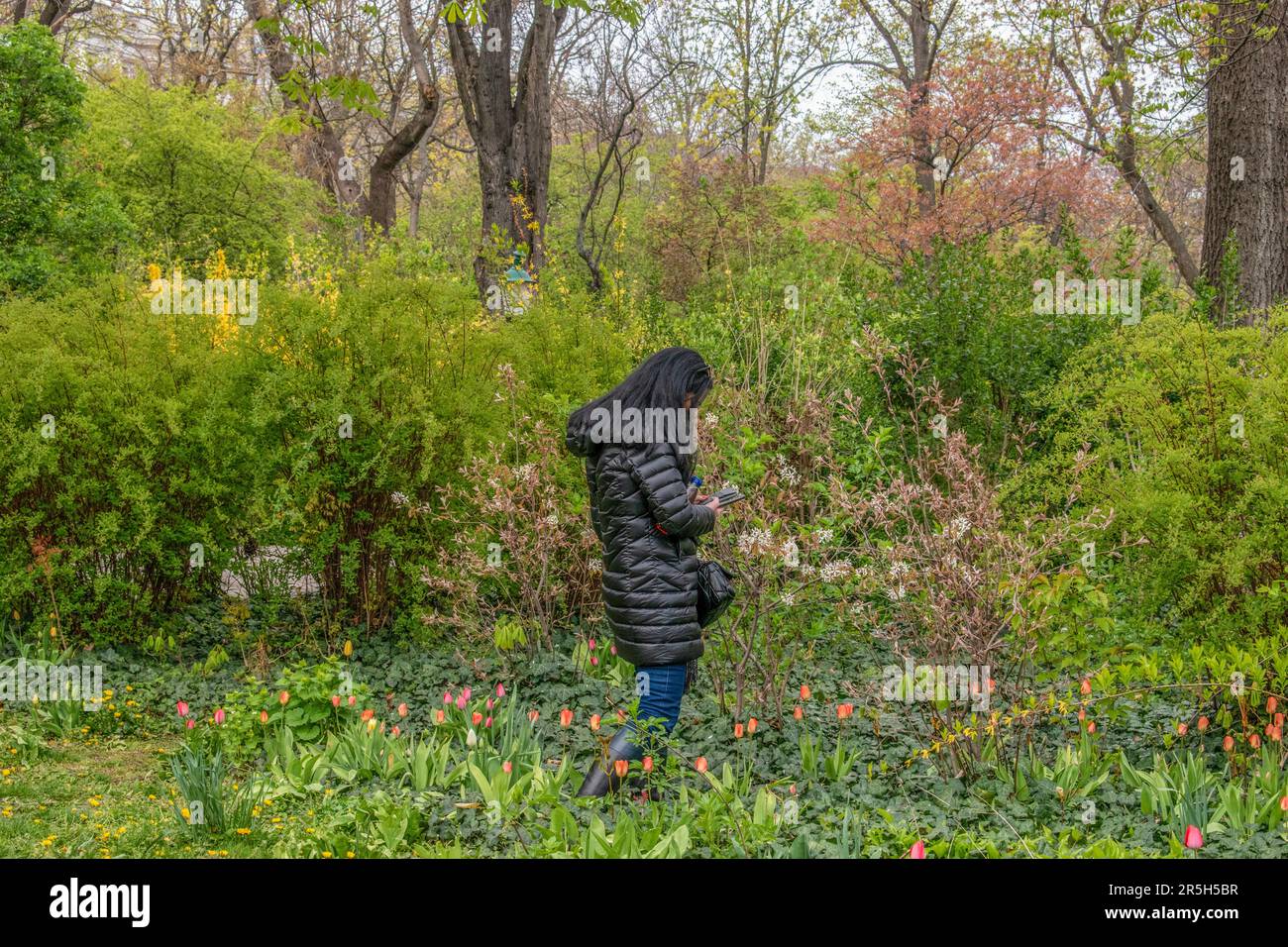 vienna, austria. 9 aprile 2023 le cornici della natura una donna cattura la bellezza con il suo cellulare nel parco stadt di vienna (parco cittadino) Foto Stock