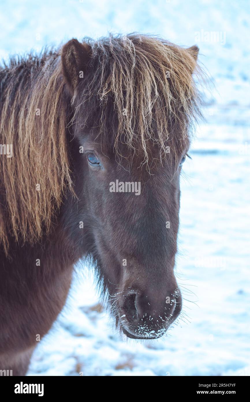 Un cavallo islandese marrone si trovava in un campo coperto di neve. Colpo di testa Foto Stock