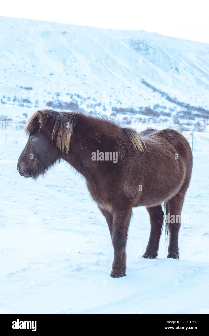 Cavallo marrone islandese in piedi da solo in un campo innevato Foto Stock
