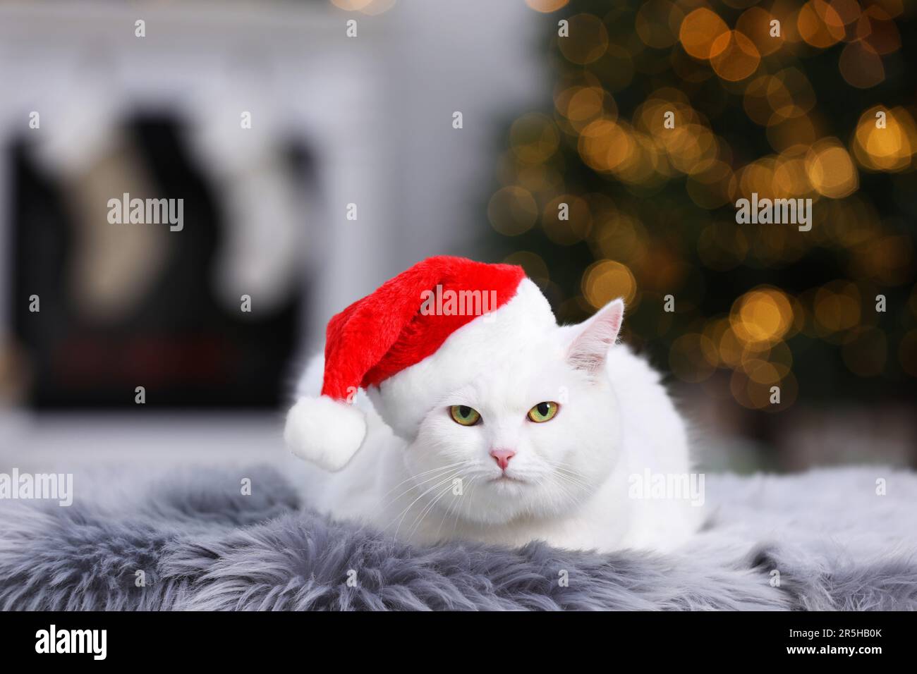 Adorabile gatto che indossa il cappello di Natale sul tappeto di pelliccia all'interno Foto Stock