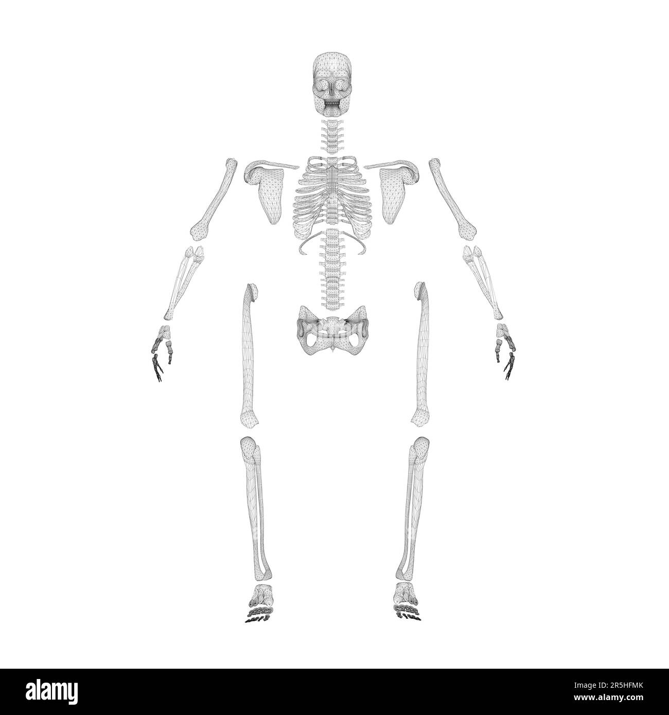 Struttura a reticolo di uno scheletro umano disassemblato da linee nere isolate su sfondo bianco. Vista frontale. 3D. Illustrazione vettoriale. Illustrazione Vettoriale