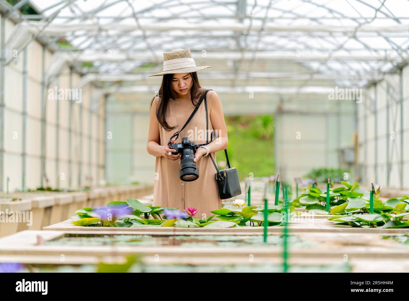 Le donne asiatiche fotografano i gigli d'acqua all'interno di una serra a Mae Rim, Chiang mai, presso i Giardini Botanici Queen Sirikit. Foto Stock