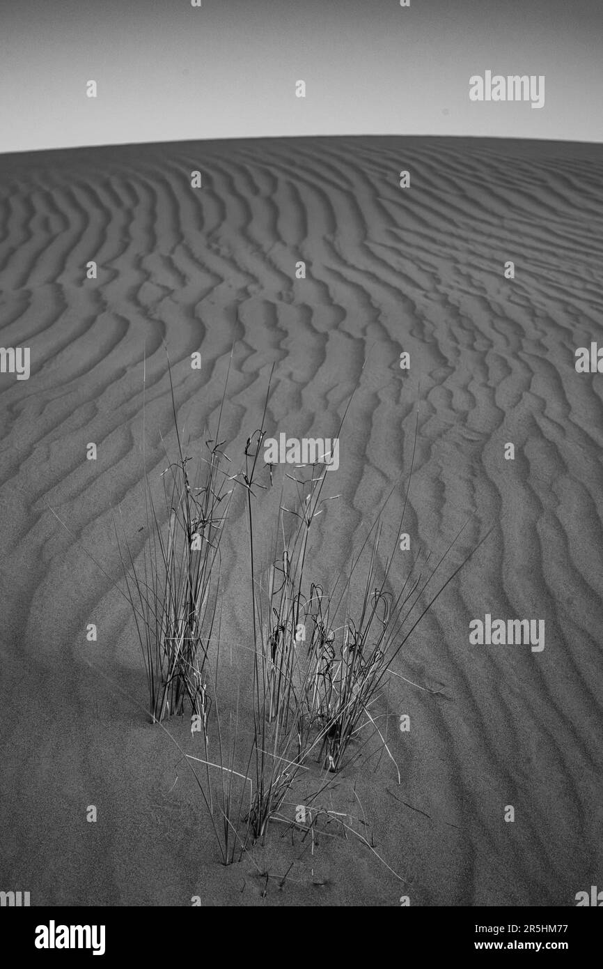 Bianco e nero Desert Grass modello Penisola Araba Foto Stock