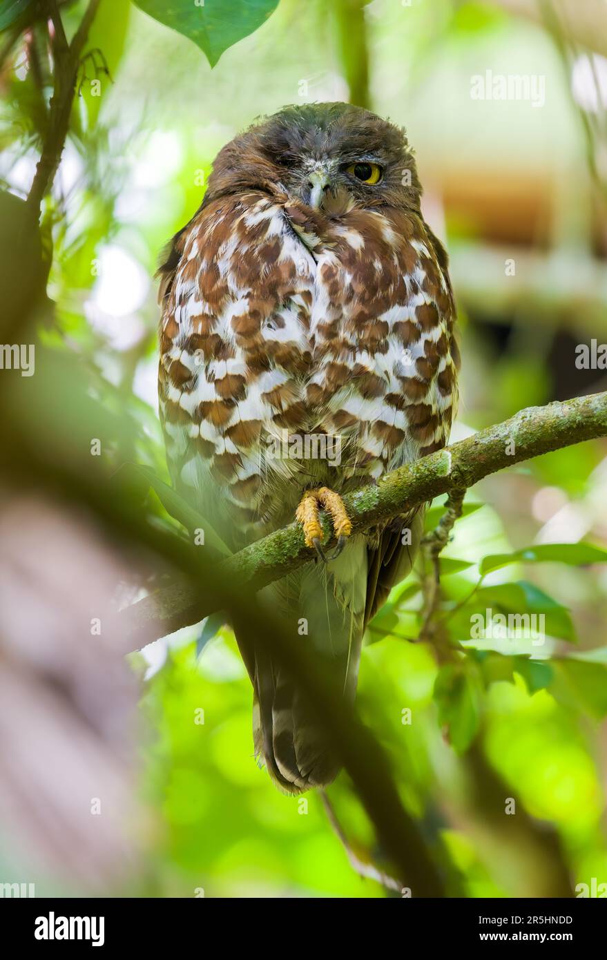 Il falco-gufo marrone dorme con un occhio aperto, la foto di ritratto di Owl close-up. Foto Stock