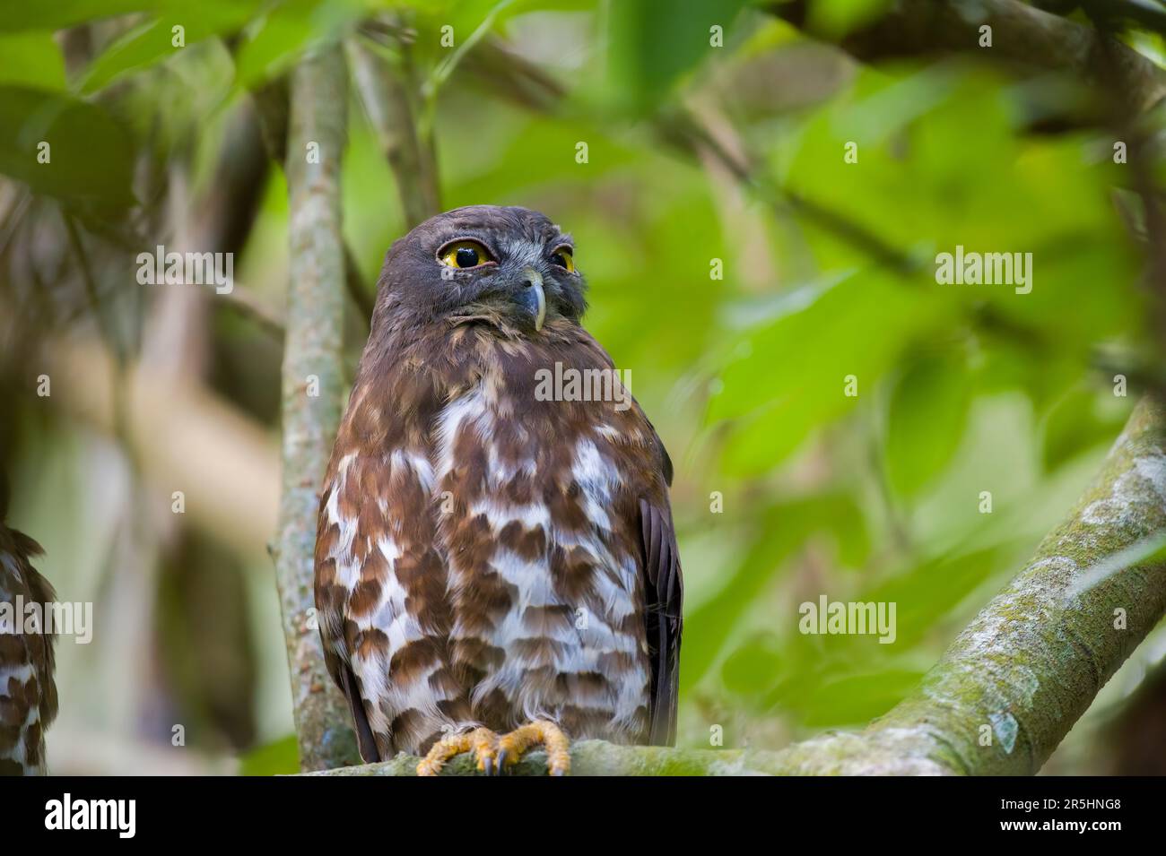 Foto ritratto di boobobook marrone con primi piani. Roosting su un ramo dell'albero. Foto Stock