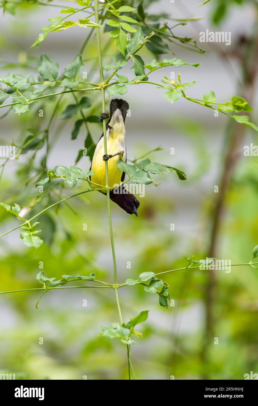 Colorful Purple-rumped Sunbird primo piano guardando verso il basso mentre appeso. Foto Stock