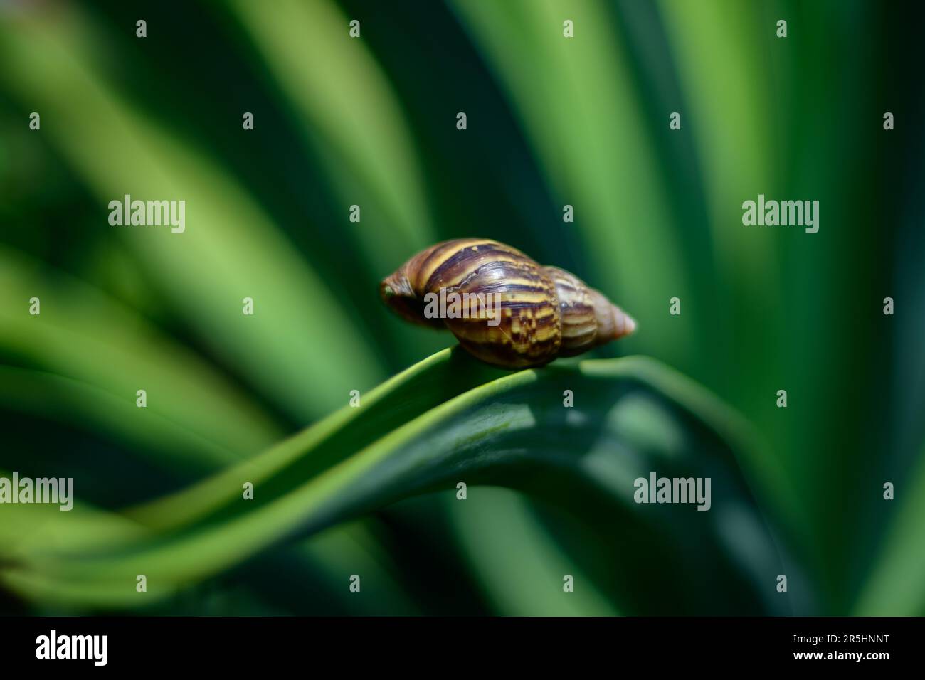 Guscio di lumaca di terra vuota su una foglia di agave di Octopus primo piano. Foto Stock