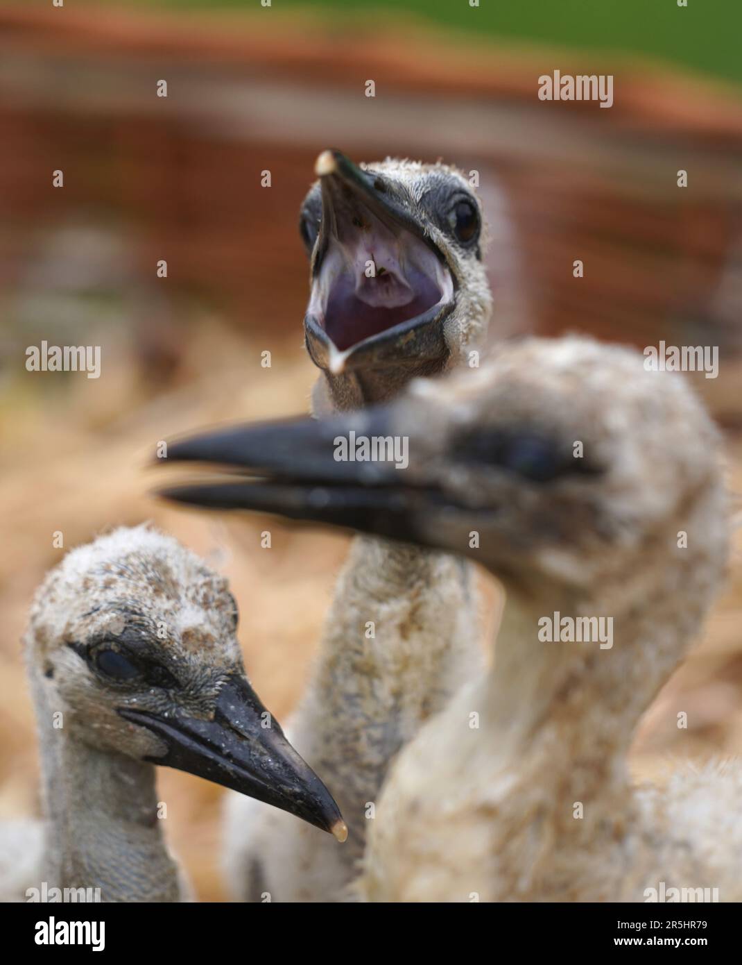 Amburgo, Germania. 01st giugno, 2023. I pulcini di cicogna siedono in un nido temporaneo di cicogna nel giardino di Pelch, padre di cicogna del Nabu (Unione di conservazione della natura e della biodiversità della Germania). Si occupa degli animali della città anseatica da quasi 50 anni. Conosce tutti i fatti e i dati e ha già sollevato diverse dozzine di orfani. Credit: Marcus Brandt/dpa/Alamy Live News Foto Stock