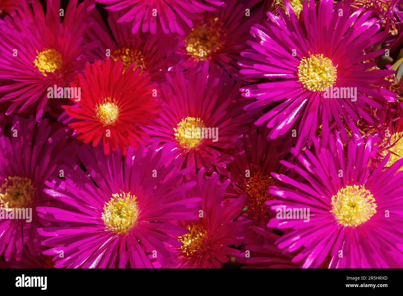 Fiori succulenti di pianta di ghiaccio rosso-rosa in fiore. Foto Stock