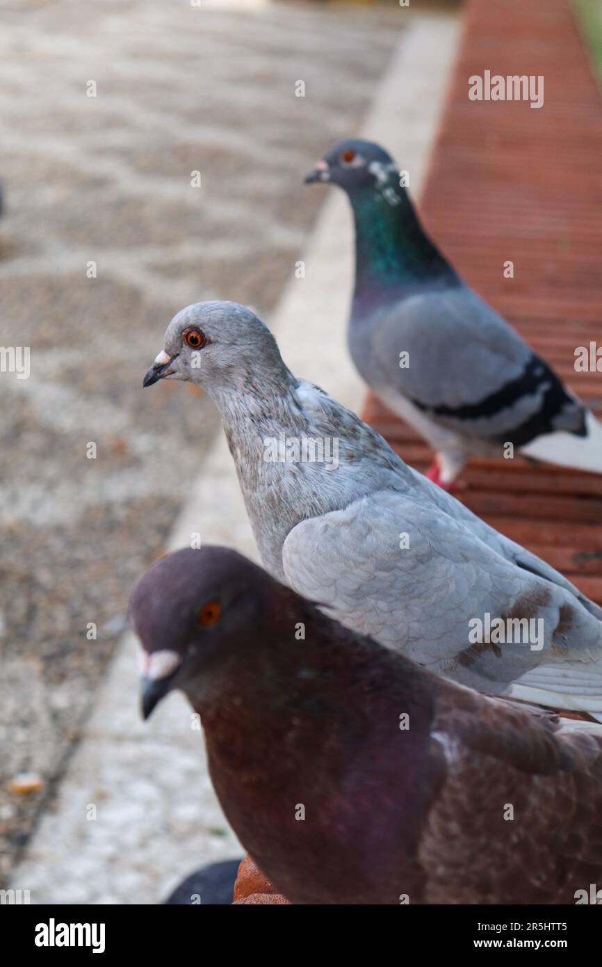 3 piccioni appoggiati sul pavimento in una linea Foto Stock