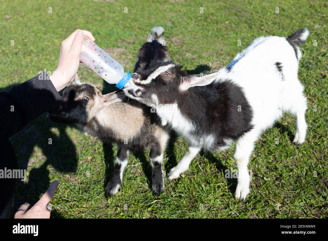 Farmer Feed latte Babies capra da bottiglia in fattoria in estate o primavera. Animali domestici cura, allevando. Prato, alberi fioriti verdi sullo sfondo Foto Stock