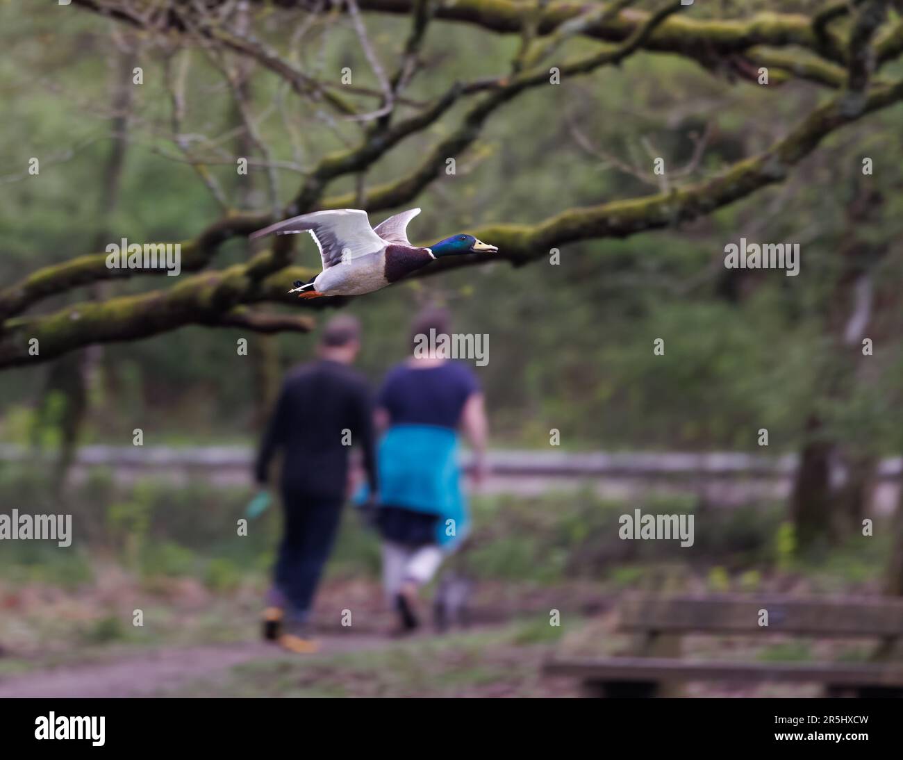 Mallard [ Anas platyrhynchos ] anatra maschile in volo con gli escursionisti fuori fuoco in background Foto Stock