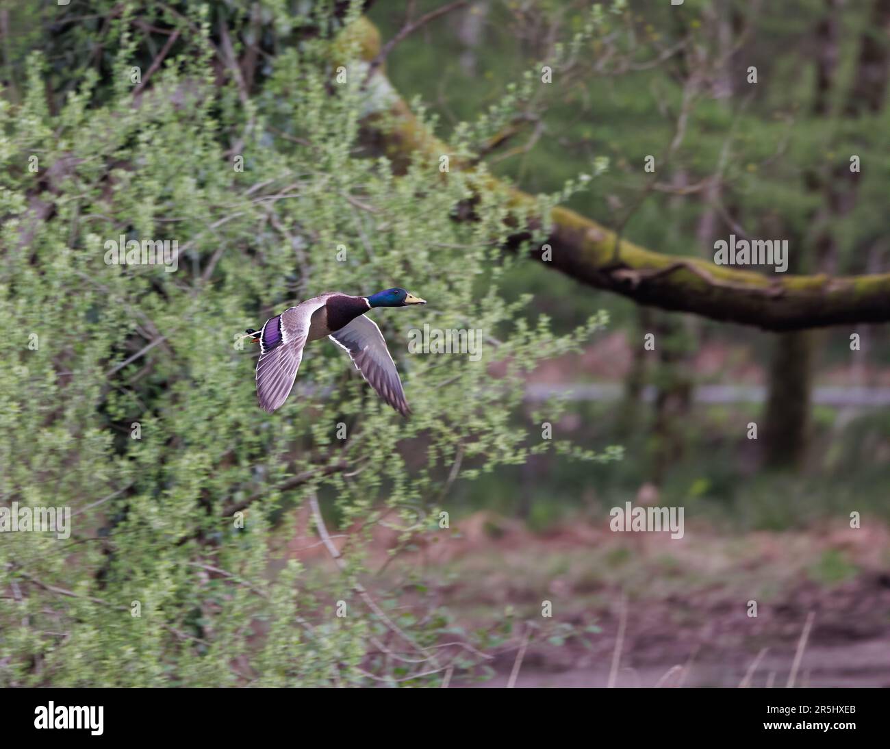 Mallard [ Anas platyrhynchos ] anatra maschio in volo Foto Stock