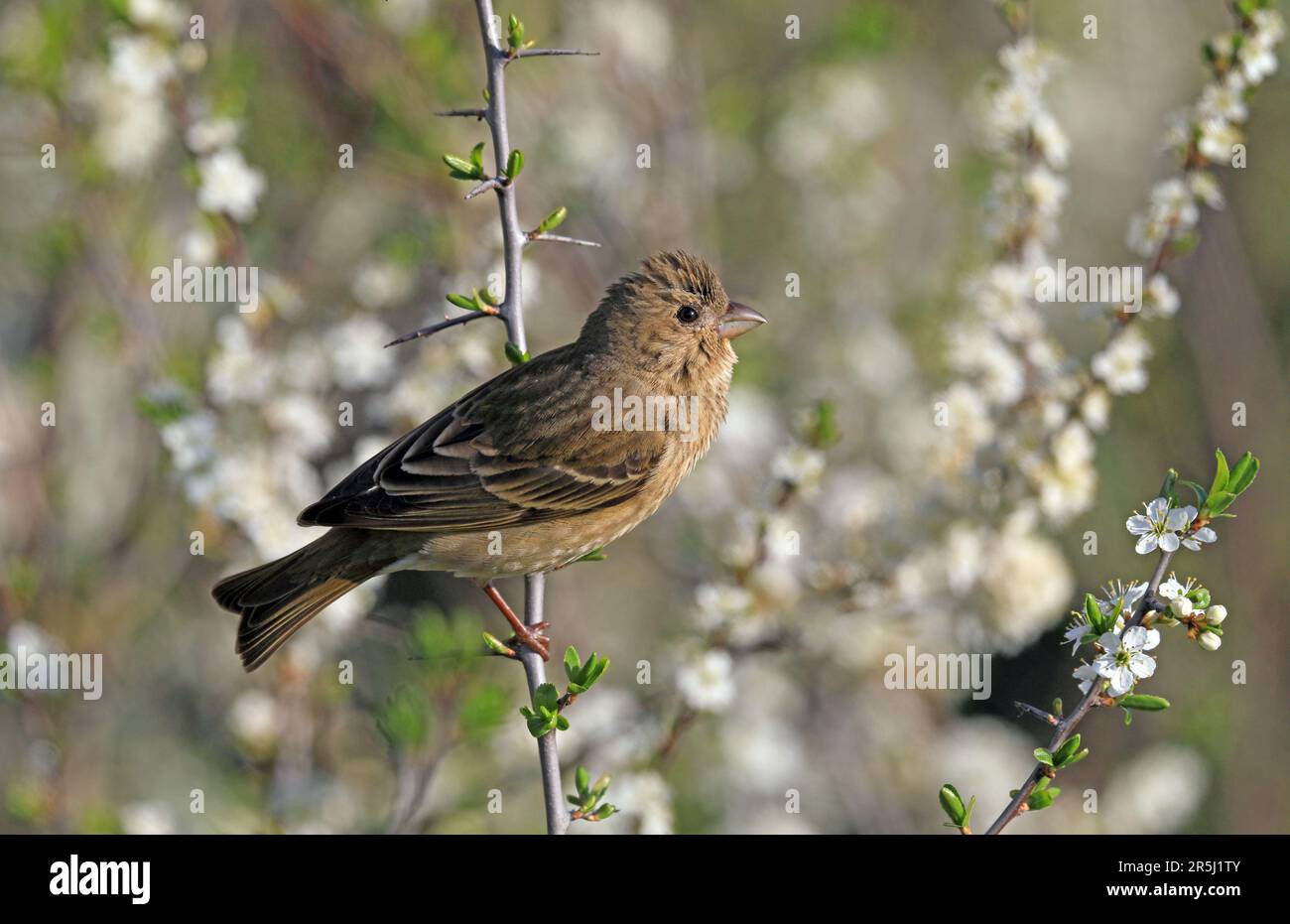 Rosefinch, giovane maschio seduto tra fiori bianchi Foto Stock