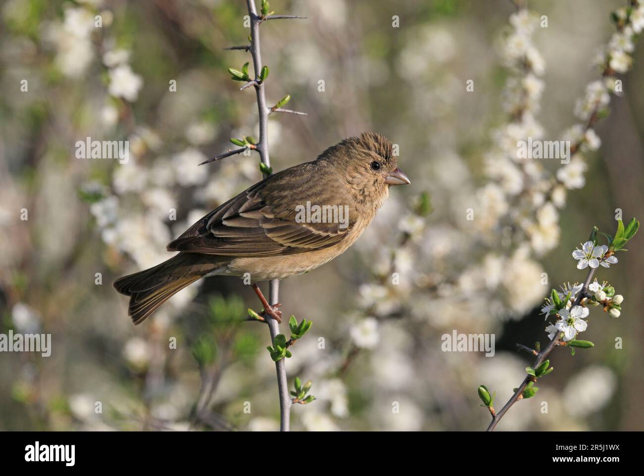 Rosefinch, giovane maschio seduto tra fiori bianchi Foto Stock