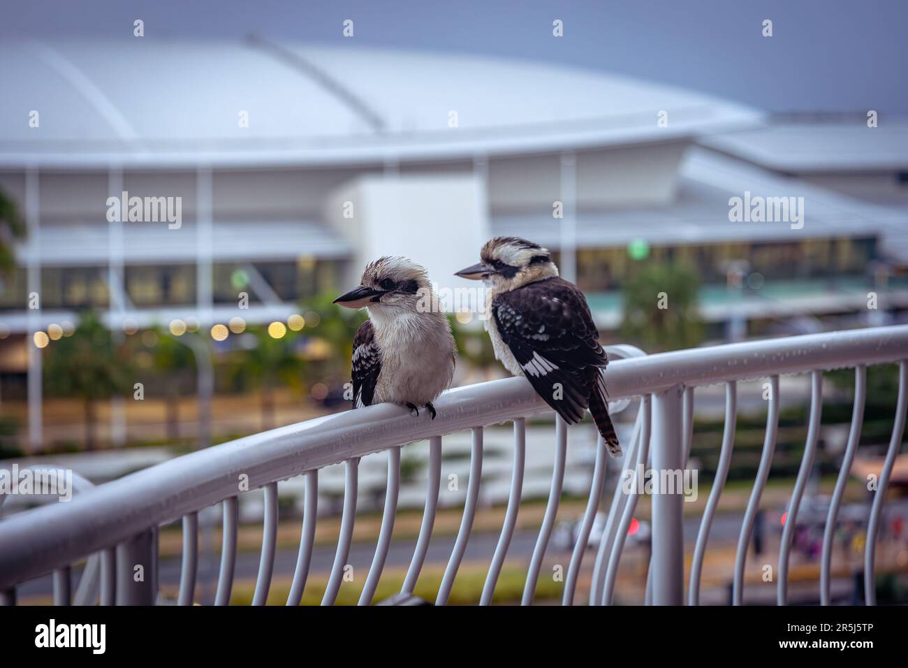 2 kookaburras nativo australiano uccello che si aggirano su un binario balcone Foto Stock
