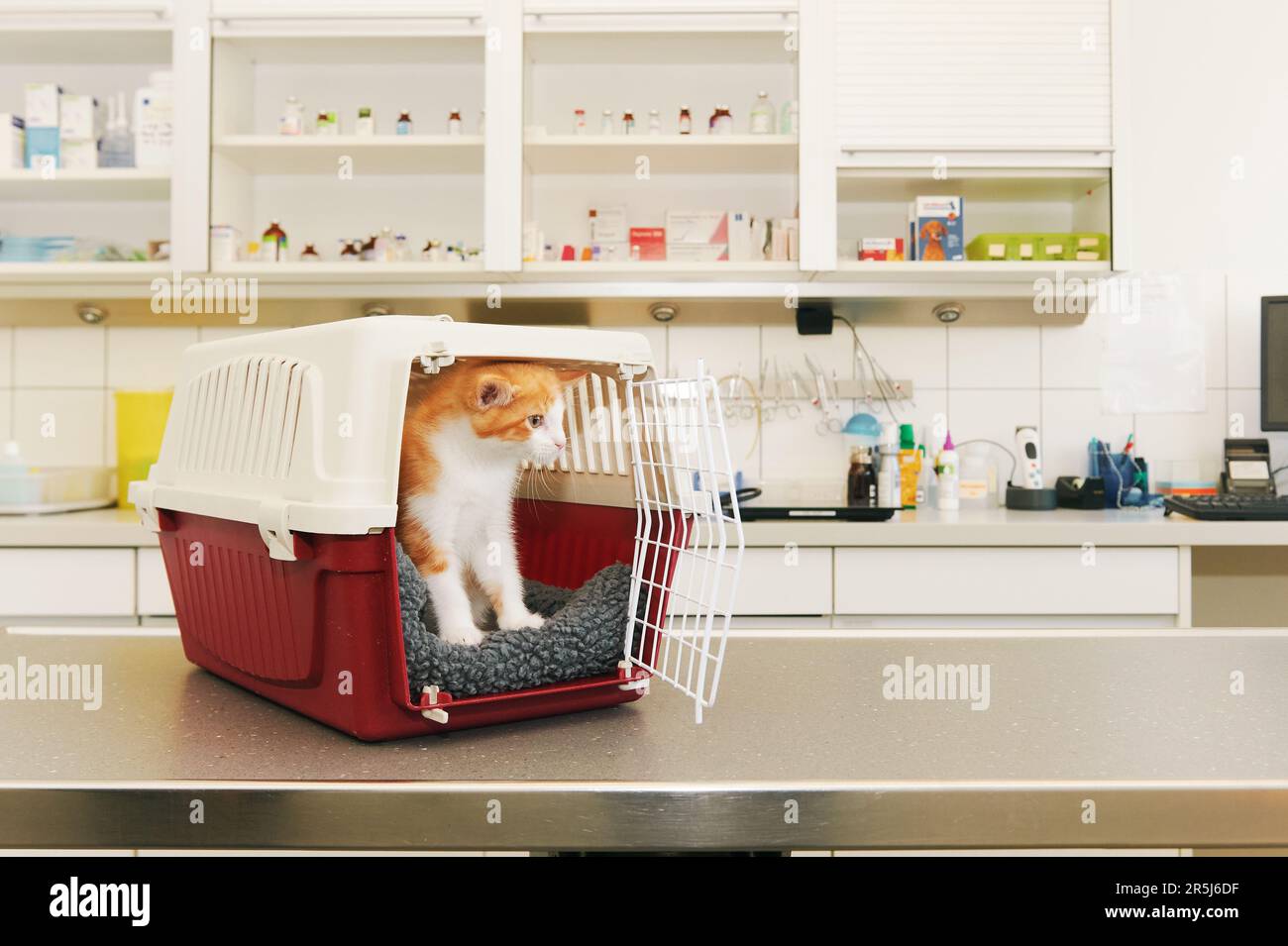 Ginger gattino piccolo su esame in clinica veterinaria Foto Stock