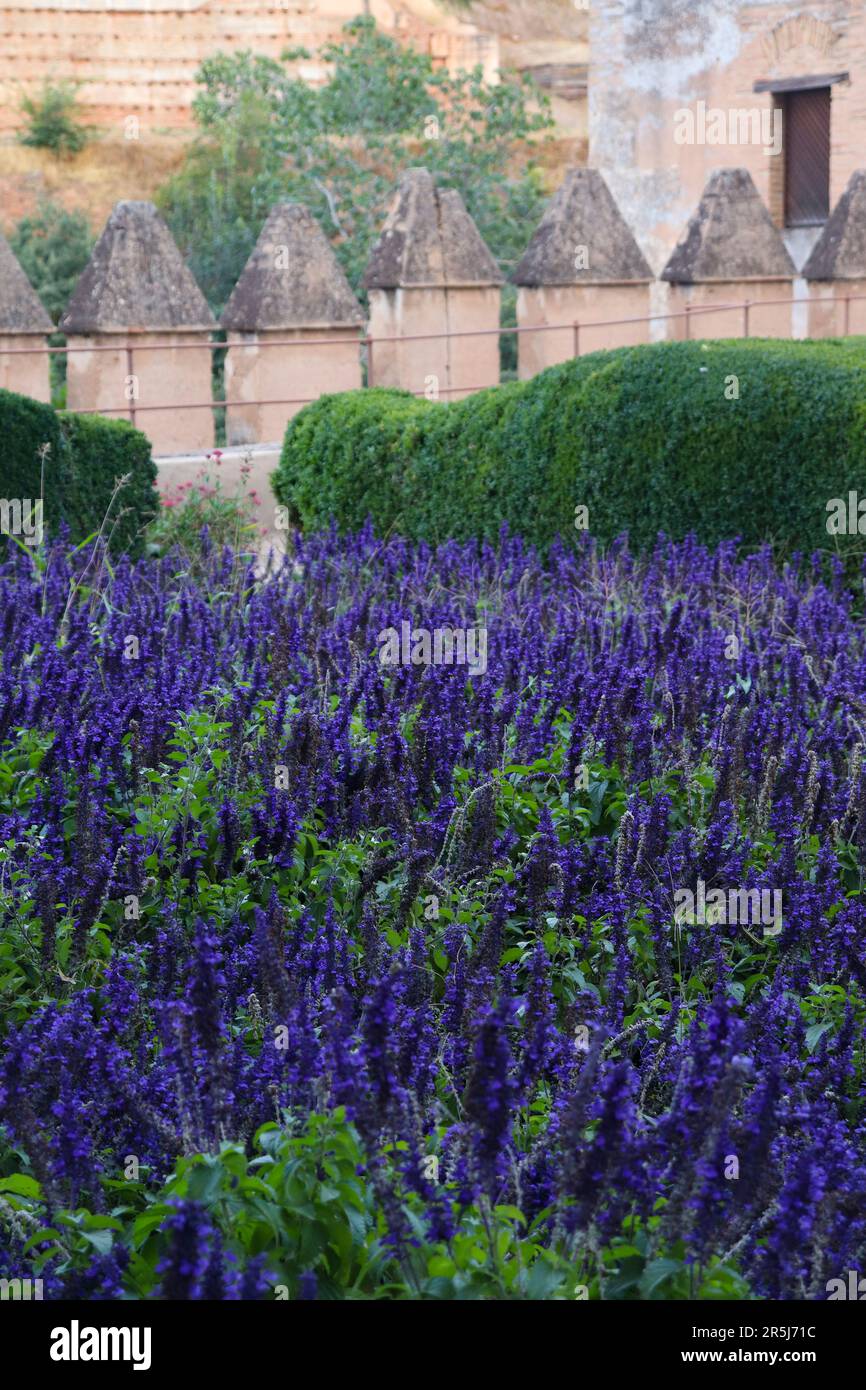 Un campo pieno di Salvia Blu, un fiore dal colore viola-arancione Foto Stock