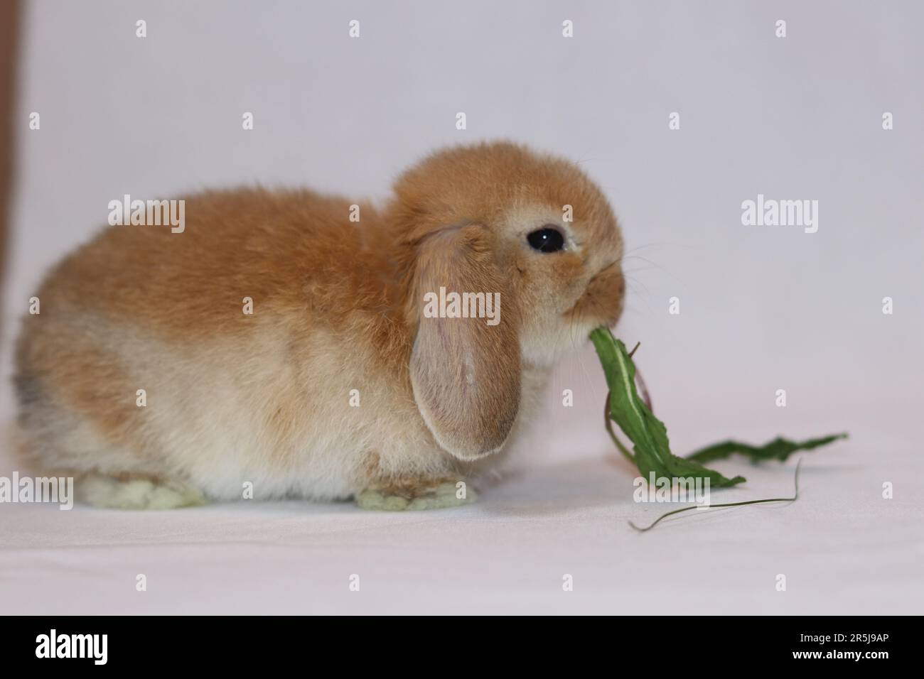 un coniglio marrone mangia Foto Stock