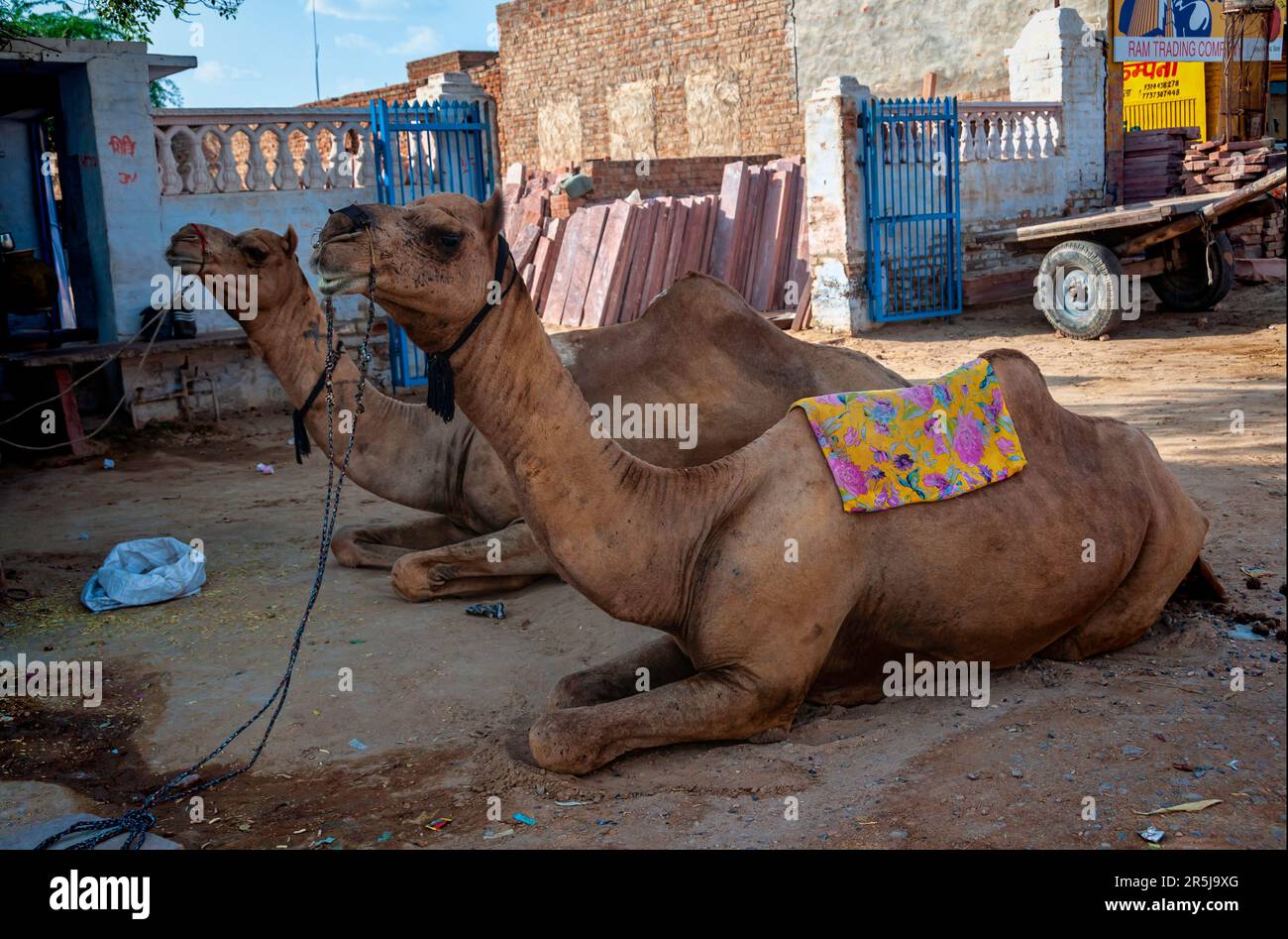 Cammelli per strada, Bikaner, Rajasthan, India Foto Stock