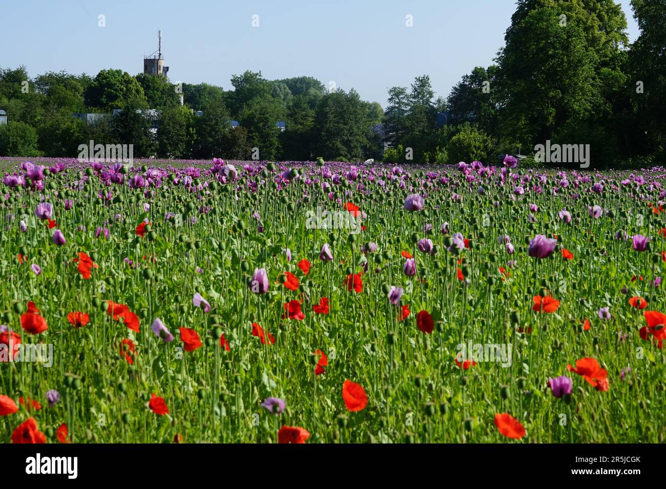 Un campo con diverse varietà di papaveri, papaveri rossi e papaveri rosa Foto Stock