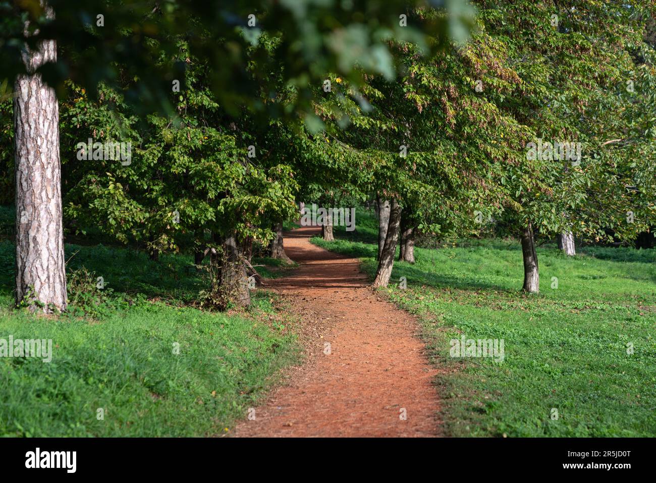 Percorso nel parco forestale. Foto di alta qualità Foto Stock