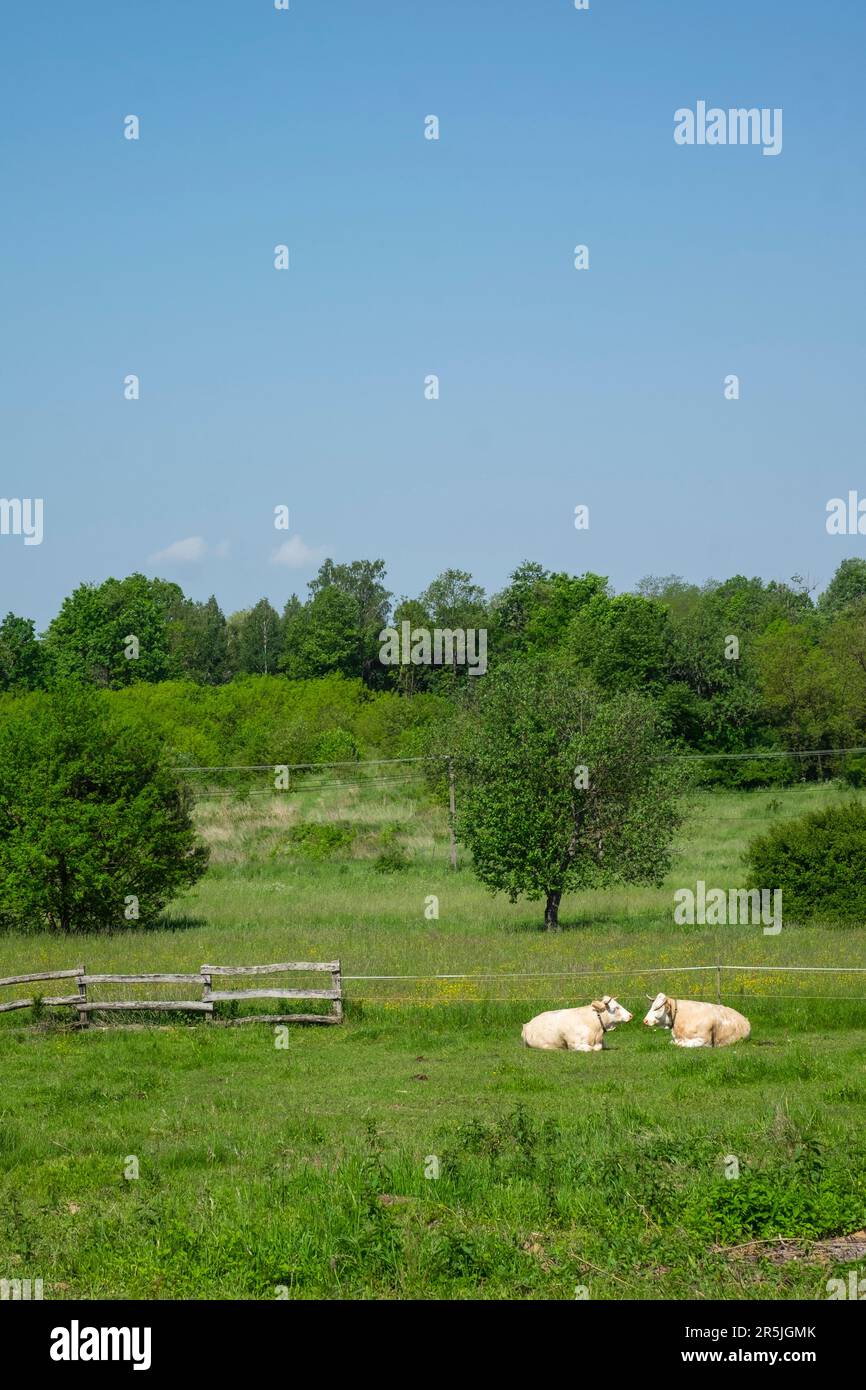 due mucche da latte in campagna campo zala contea ungheria Foto Stock