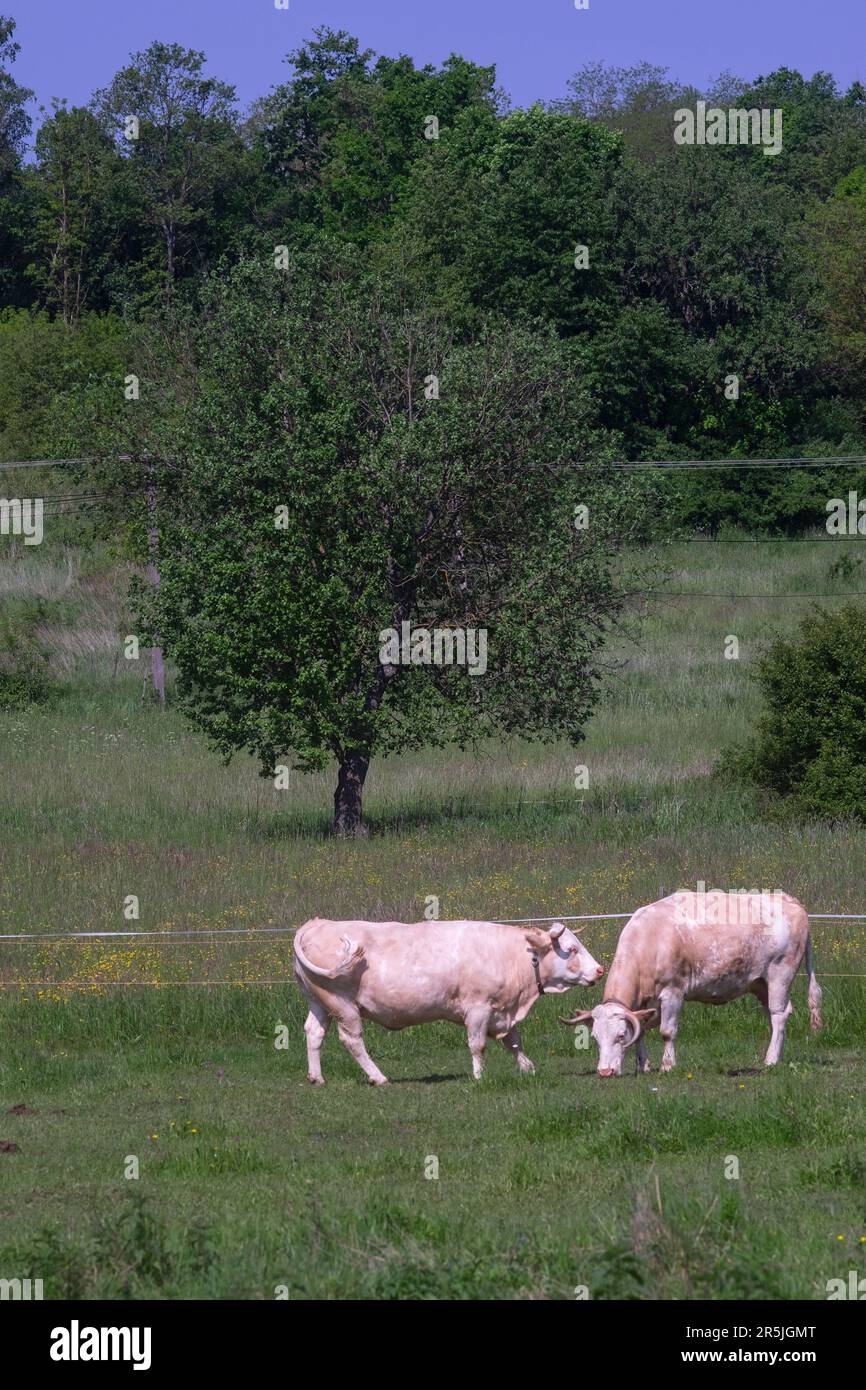 due mucche da latte in campagna campo zala contea ungheria Foto Stock