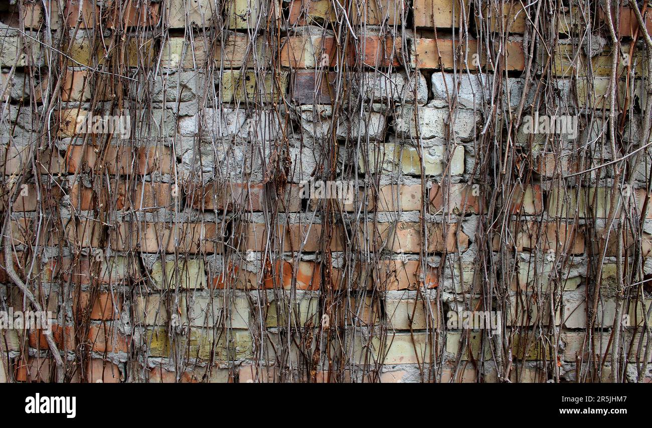 Rami diritti di tessitura dell'uva sulla superficie di un muro di mattoni Foto Stock