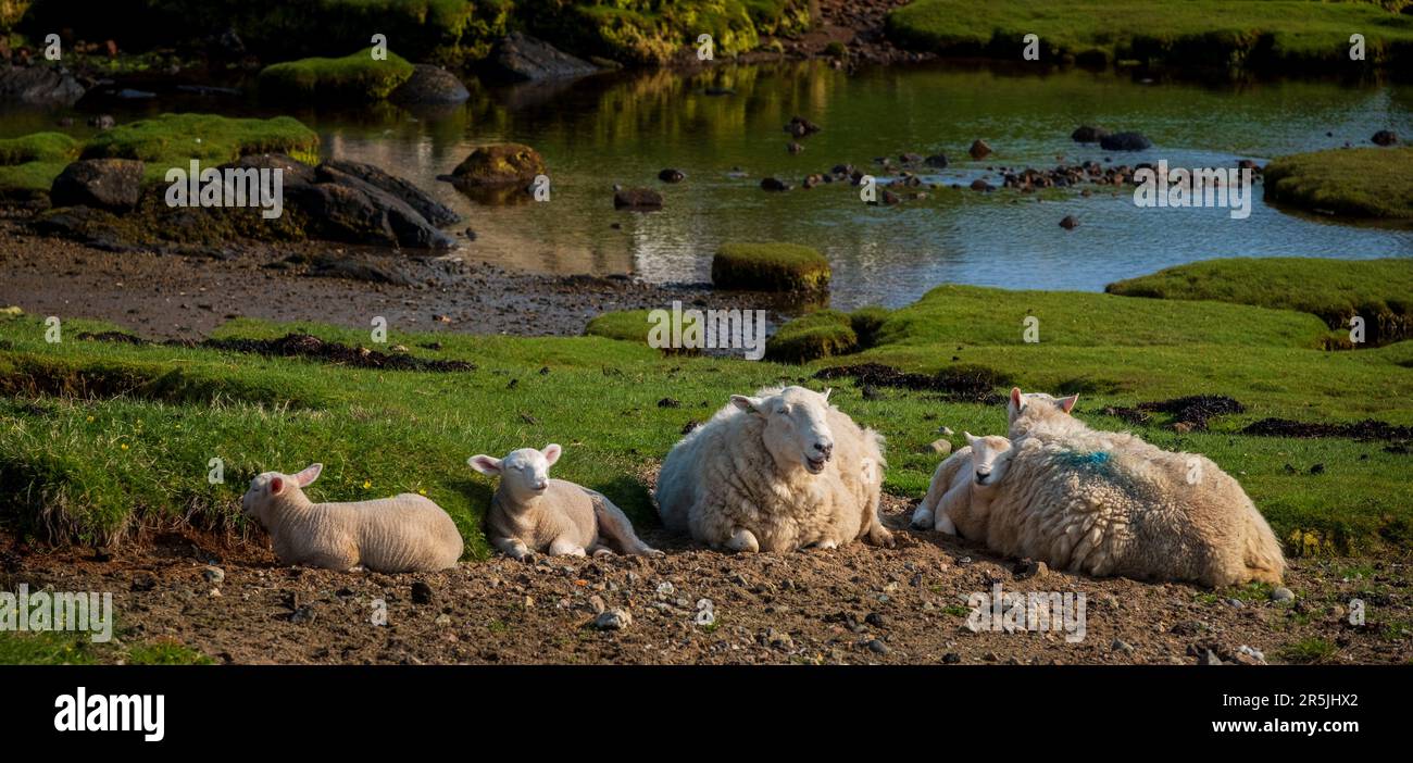 Pecore con agnelli vicino al villaggio di Arinagour sull'isola di Coll, Scozia. Foto Stock