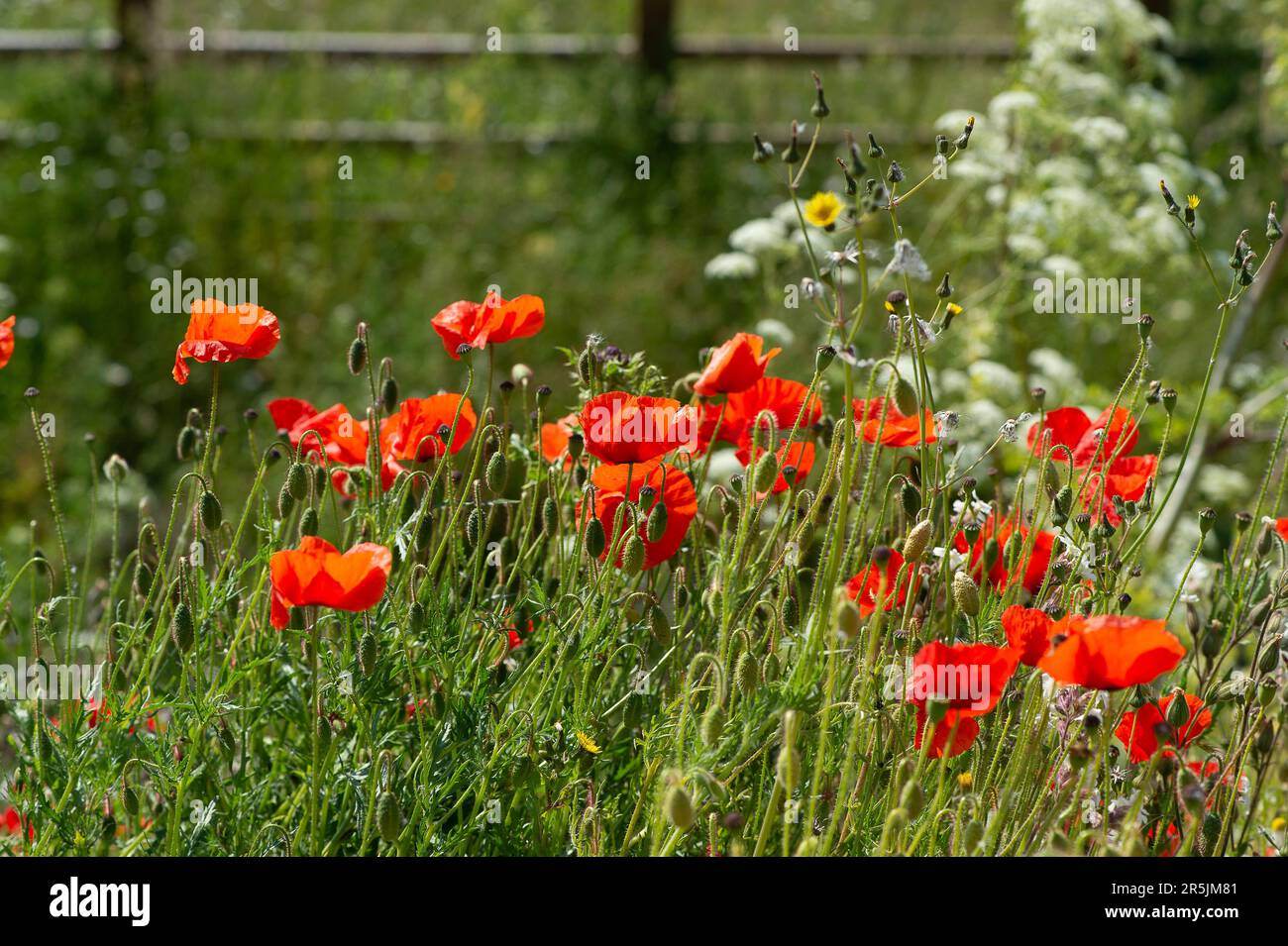 Dorney Reach, Regno Unito. 4th giugno, 2023. Papaveri in un prato selvaggio in Dorney raggiungere. Oggi è stata una giornata calda e soleggiata nel Buckinghamshire, poiché si prevede che le temperature raggiungano i 21 gradi. Credit: Maureen McLean/Alamy Live News Foto Stock