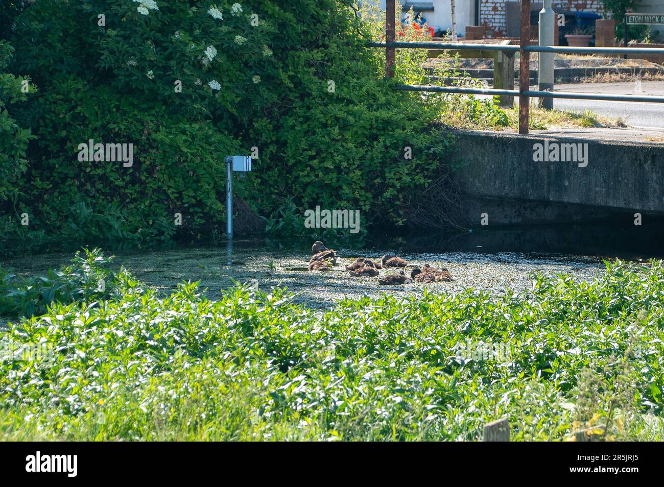 Dorney, Bucknghamshire, Regno Unito. 4th giugno, 2023. Inondazioni sta diventando molto peggio su Dorney Common, nonostante non vi sia stata pioggia per settimane. Gli abitanti del vicino villaggio di Eton Wick sono preoccupati e dicono di non aver visto l'alluvione essere così male durante la loro vita. I monitor di scarico dell'acqua del Tamigi (nella foto) che si suppone siano in grado di monitorare gli scarichi di acqua di tempesta in Roundmoor Ditch, che corre lungo e attraverso il comune, attualmente non funzionano. Credit: Maureen McLean/Alamy Live News Foto Stock