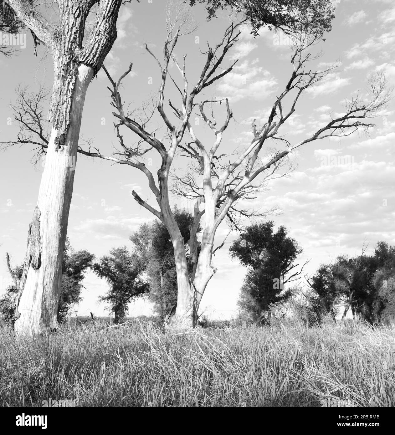 San Pedro River Riparian Area - immagine cucita 2 Foto Stock