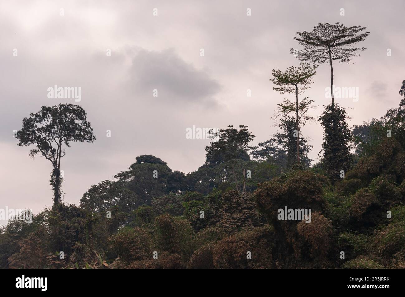 Foresta pluviale nell'entroterra di Pointe-Noire, fotografata nel 2011. Foto Stock