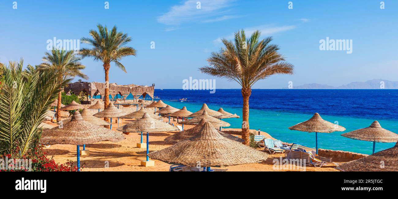 Spiaggia e palme sul Mar Rosso a Sharm el Sheikh, Sinai, Egitto Foto Stock